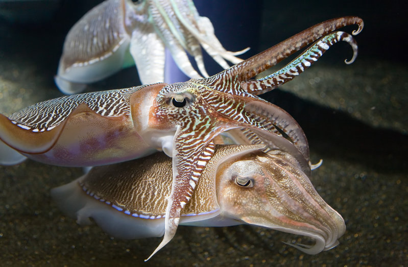 Cuttlefish.jpg