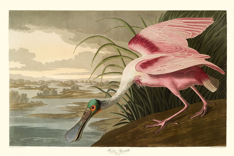 Roseate Spoonbill from Audubon's Birds of America