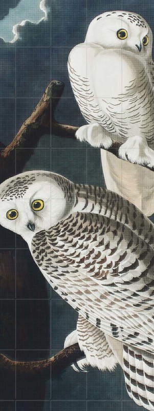 1 Snowy Owls Online Gallery Rendering.jpg