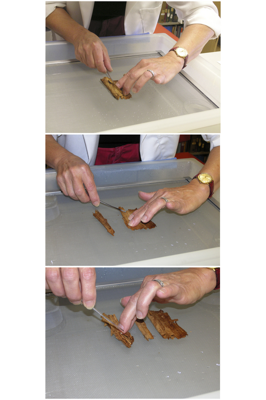 Leyla Lau-Lamb, papyrus conservator for the Michigan Papyrus Collection, is shown here in the process of unrolling the roll.